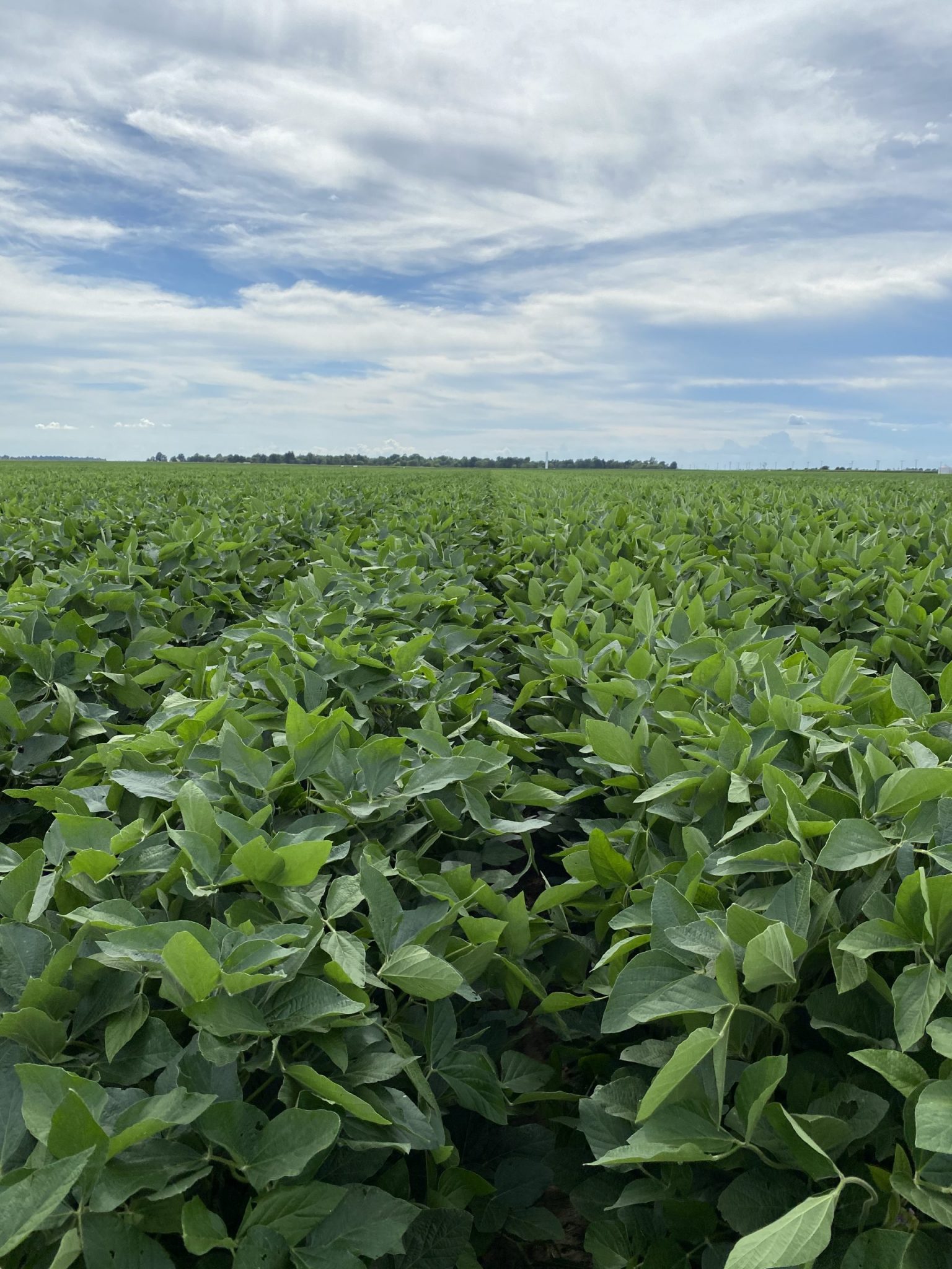 Group 3 & 4 XTEND Flex Soybeans Gateway Seed